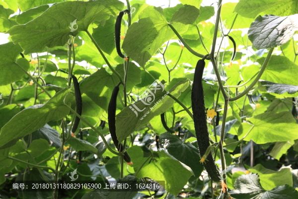 黃瓜,有機(jī)蔬菜