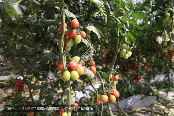西紅柿,有機蔬菜