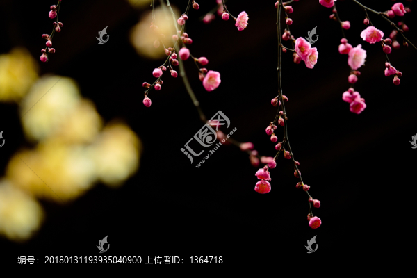 紅梅