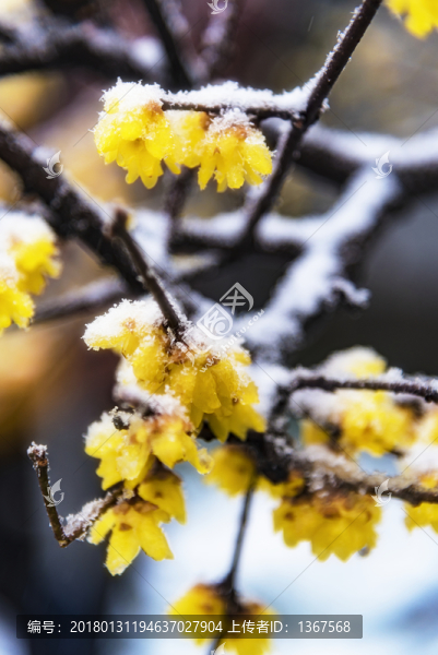 雪中臘梅