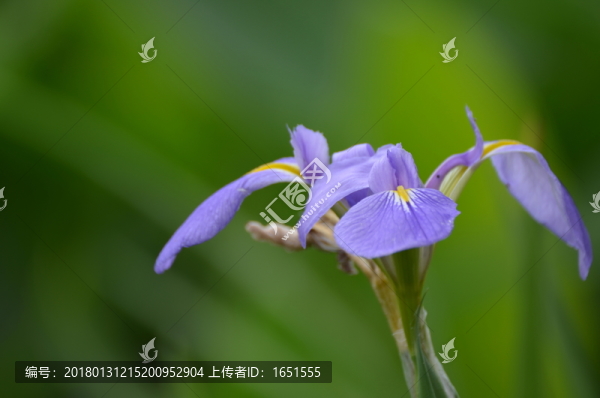 鳶尾花花朵