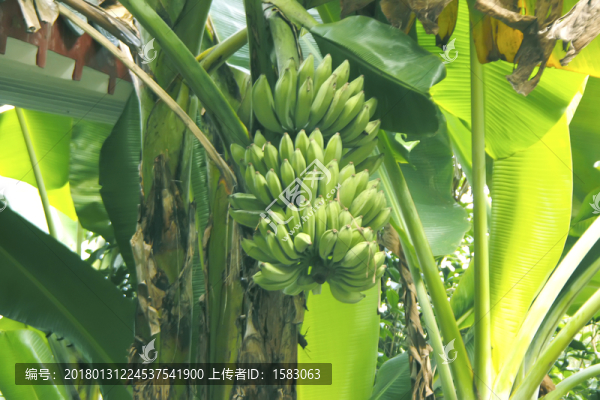 香蕉