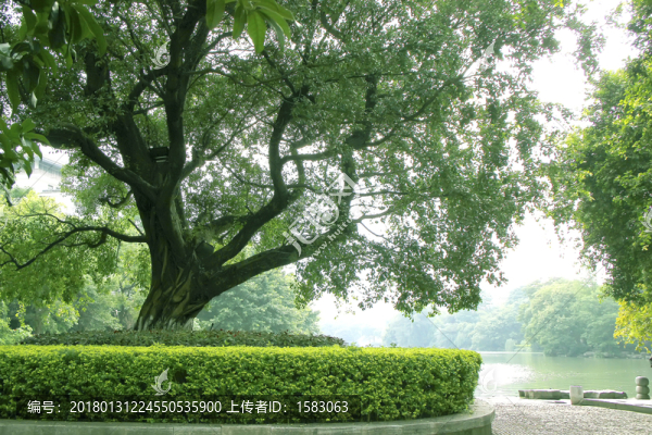 城市園林,大樹