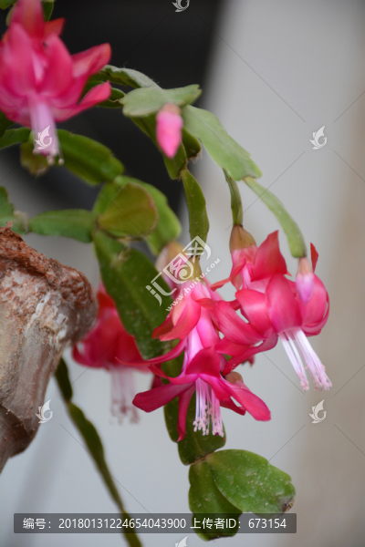 花卉
