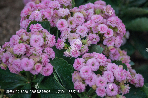 長壽花