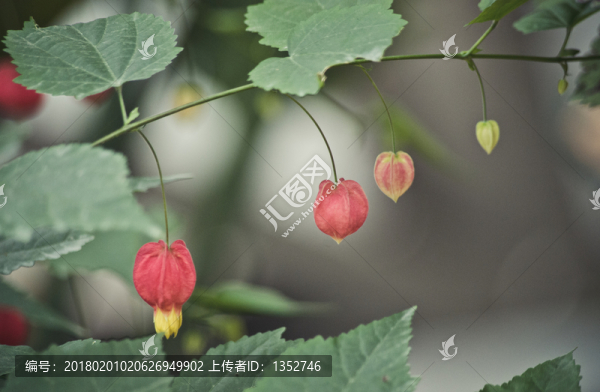 蔓性風(fēng)鈴花