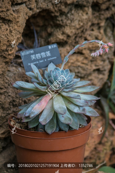芙蓉雪蓮