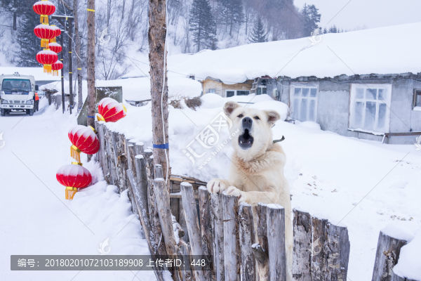 黑龍江雪鄉(xiāng),雪鄉(xiāng)旅游,狗
