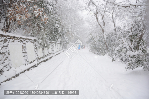 南京紫金山雪景