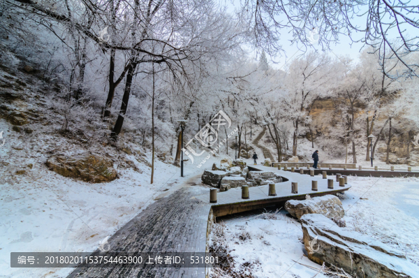 雪中的大樹