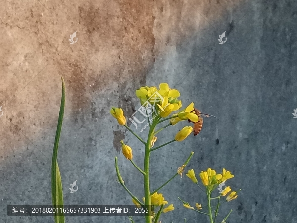 油菜花,懷舊圖片