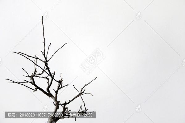 插花藝術(shù),枯樹枝