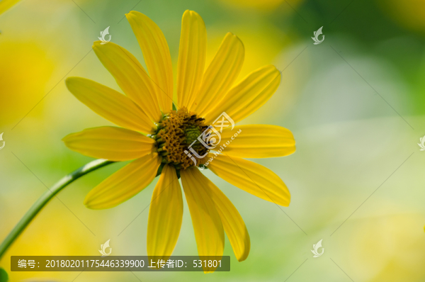 野菊花