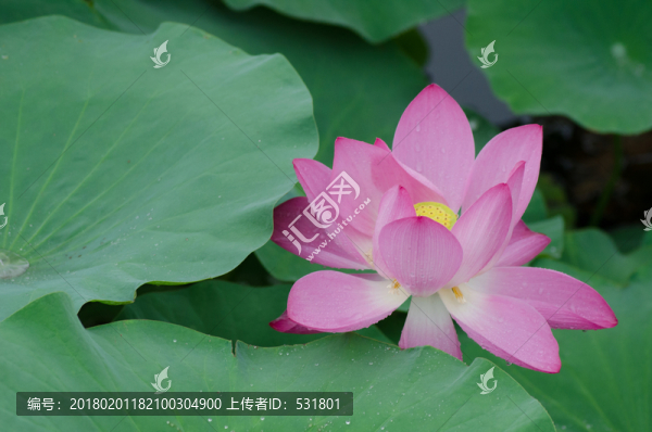 雨中荷花