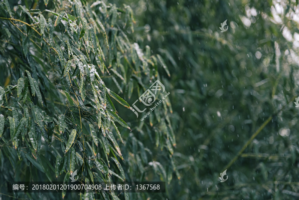 雪中竹葉