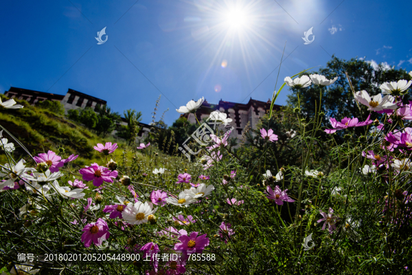 格桑花