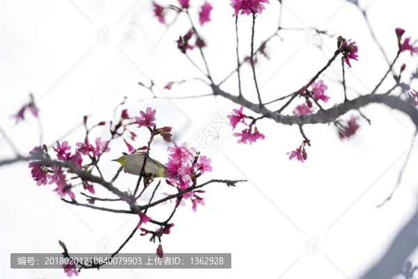 櫻花