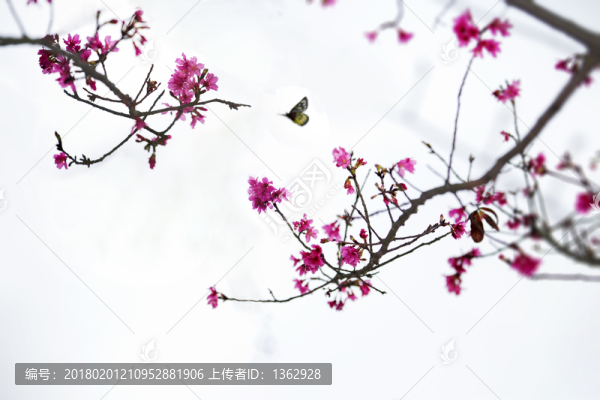櫻花