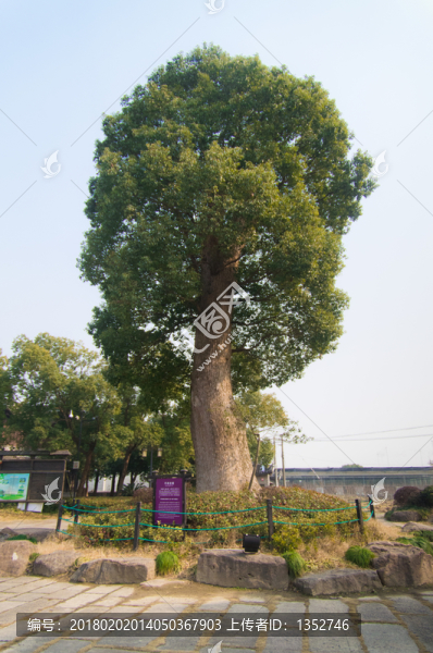 千年香樟樹(shù)
