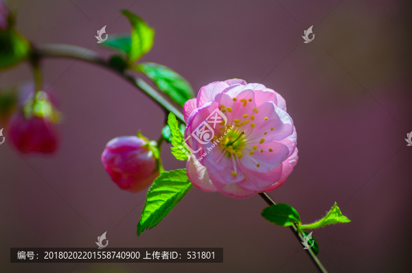 薔薇