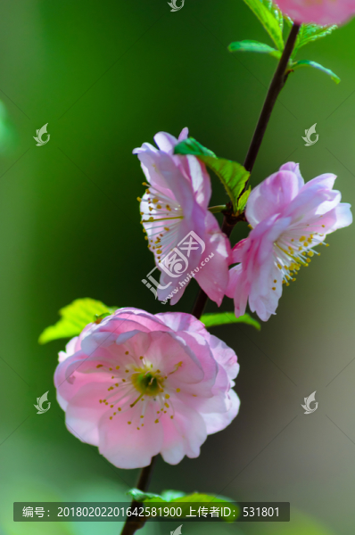 薔薇