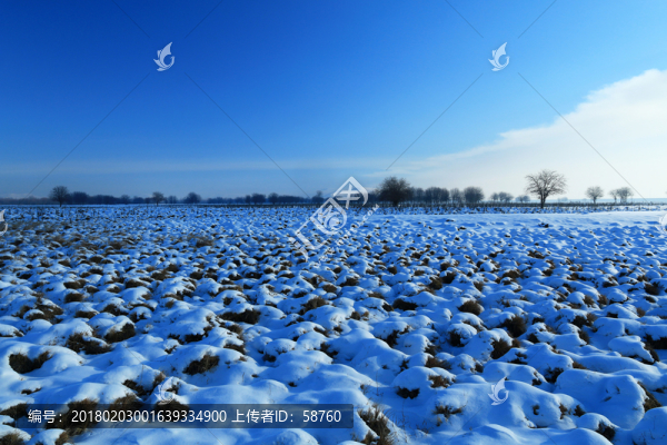 雪原塔頭,樹林風(fēng)景
