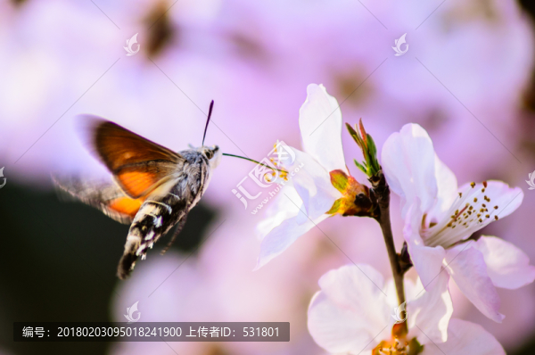 采蜜蛾子
