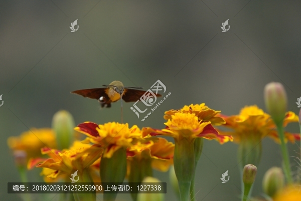 授粉