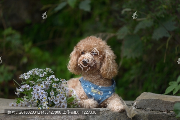 泰迪