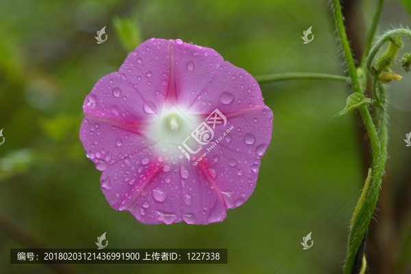 喇叭花