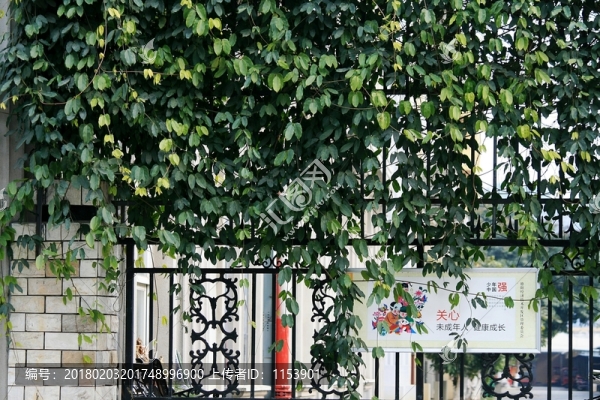 綠植墻