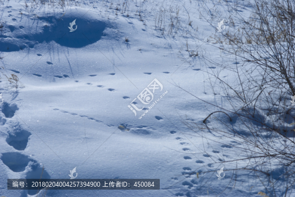 雪地