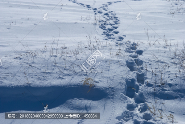 雪地