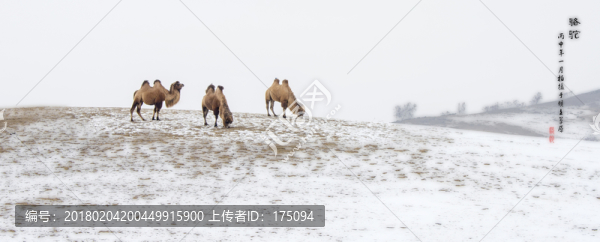 雪地駱駝