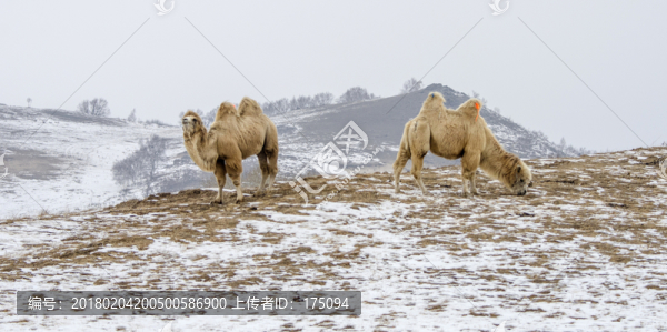 雪地駱駝