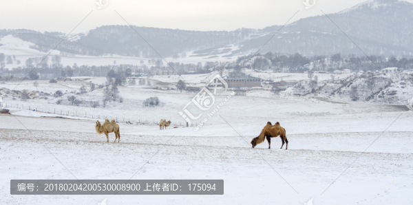 雪地駱駝