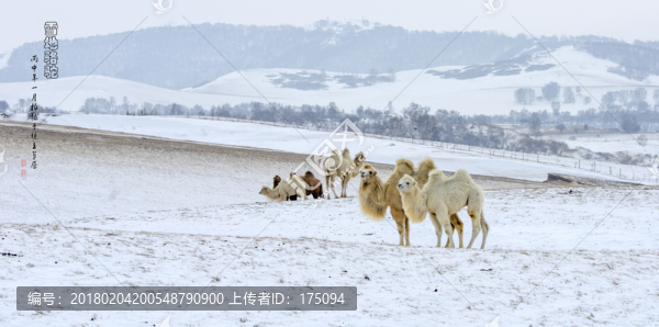 雪地駱駝