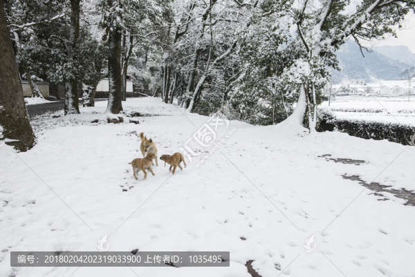 玩雪的狗