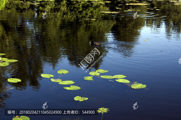 池塘,孤雁,花草