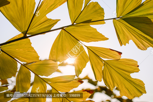 陽光樹葉背景圖案