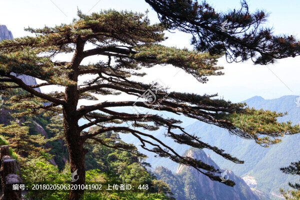 安徽黃山,黃山,迎客松,松樹
