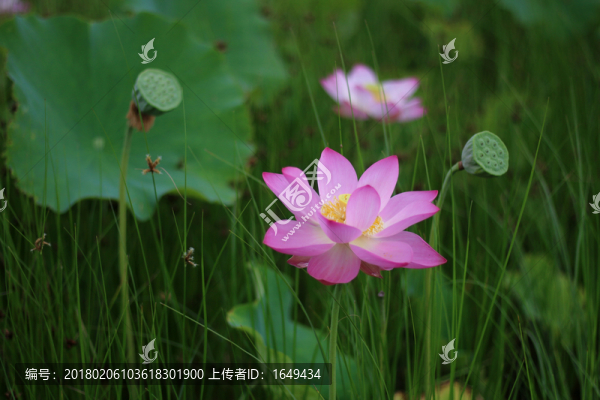 荷花