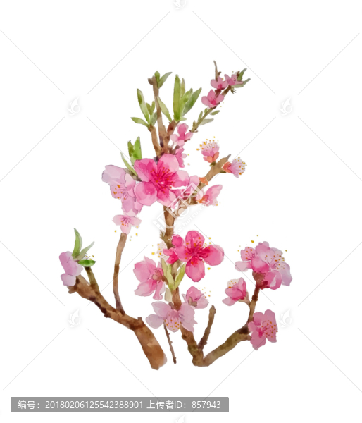 水彩,手繪,桃花