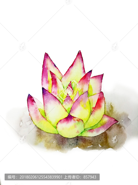 水彩,手繪,多肉