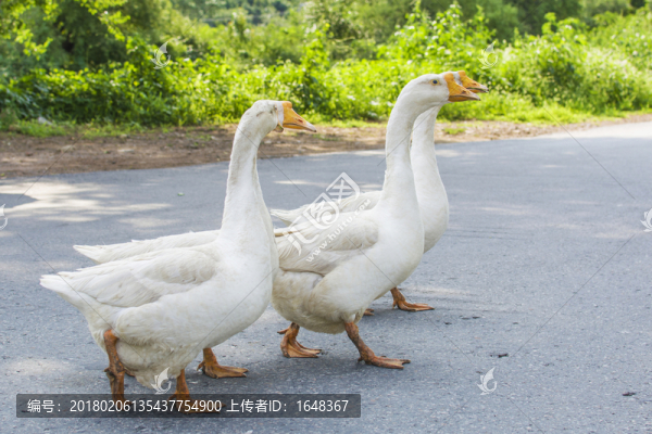 穿越公路的大白鵝