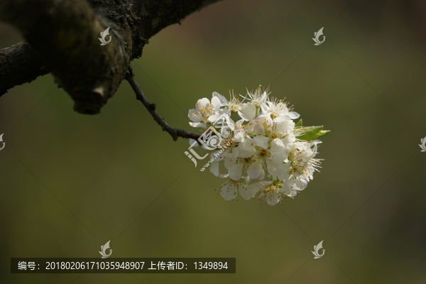 李花,梨花
