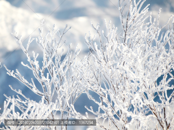 冰霜冰晶霧凇樹掛,冬天樹上積雪
