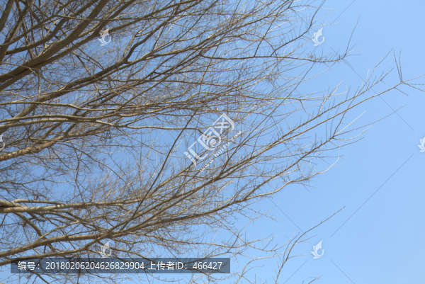 樹枝