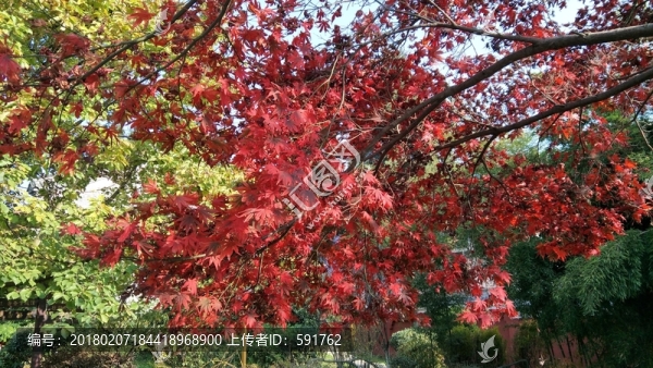 秋天