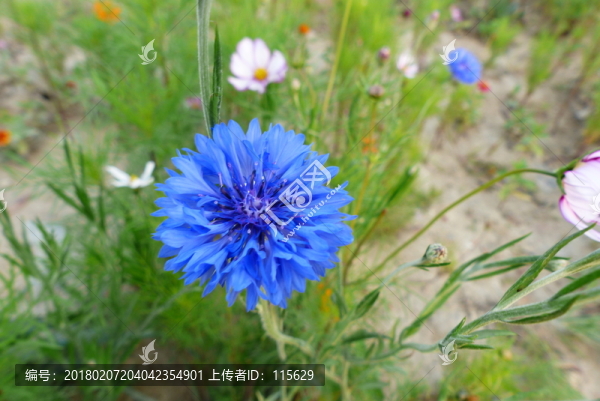 路邊野花